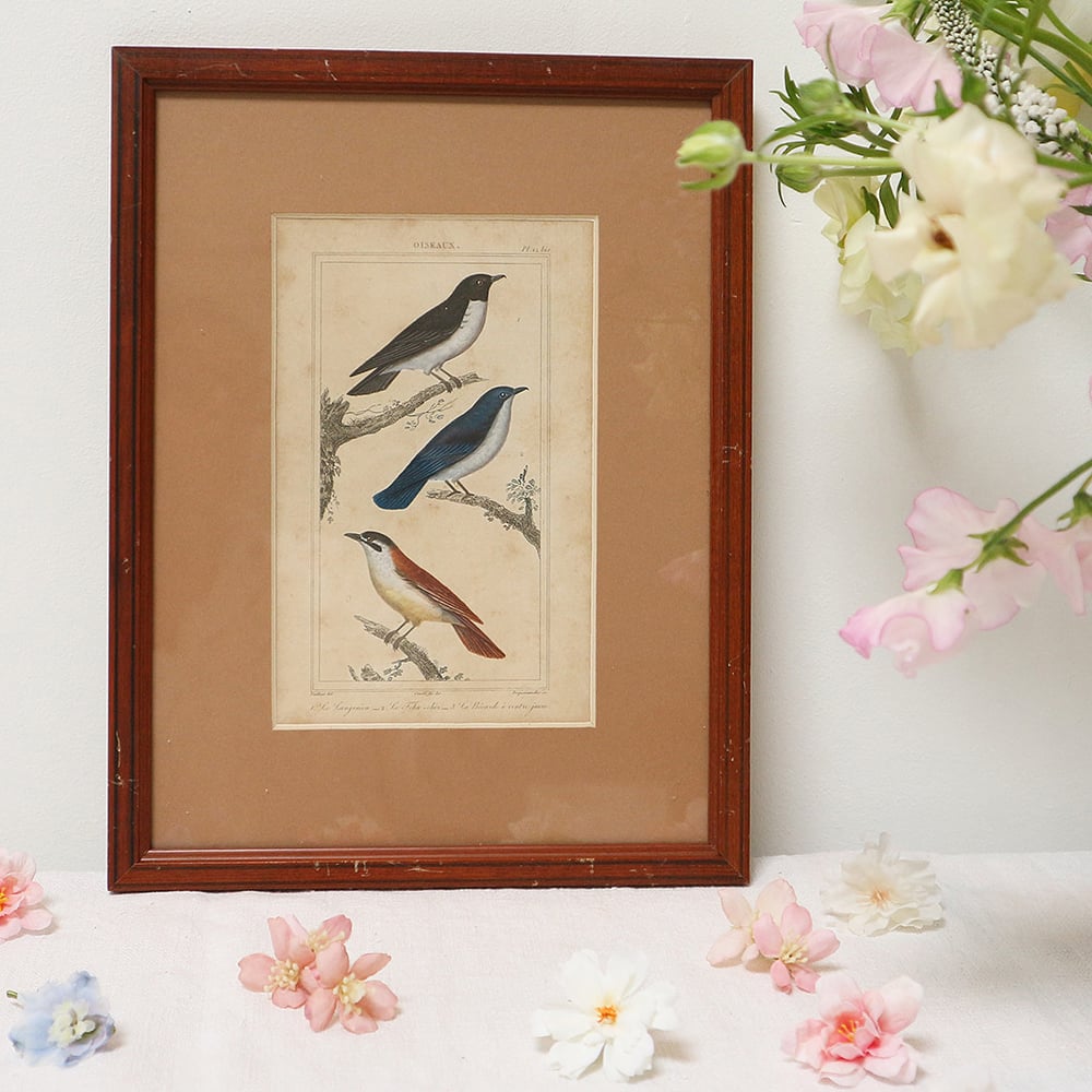 Image of Gravures d'oiseaux du XIXe, planche n 5