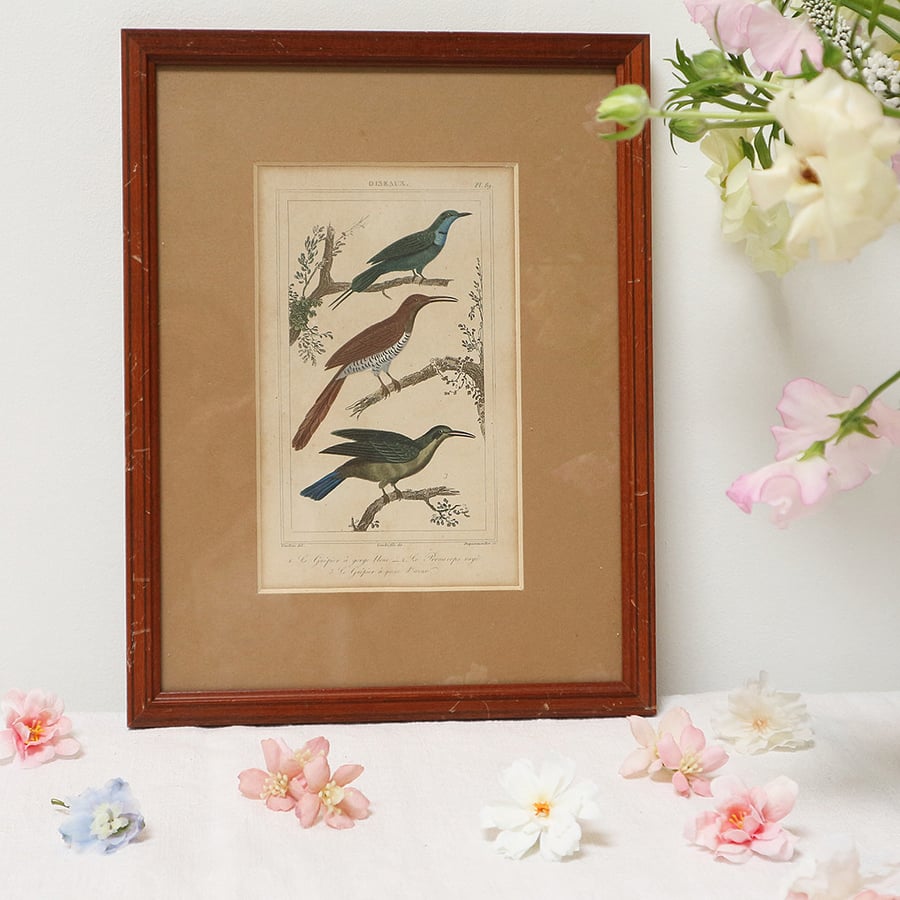 Image of Gravures d'oiseaux du XIXe, planche n 4