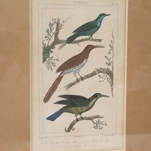 Image of Gravures d'oiseaux du XIXe, planche n 4