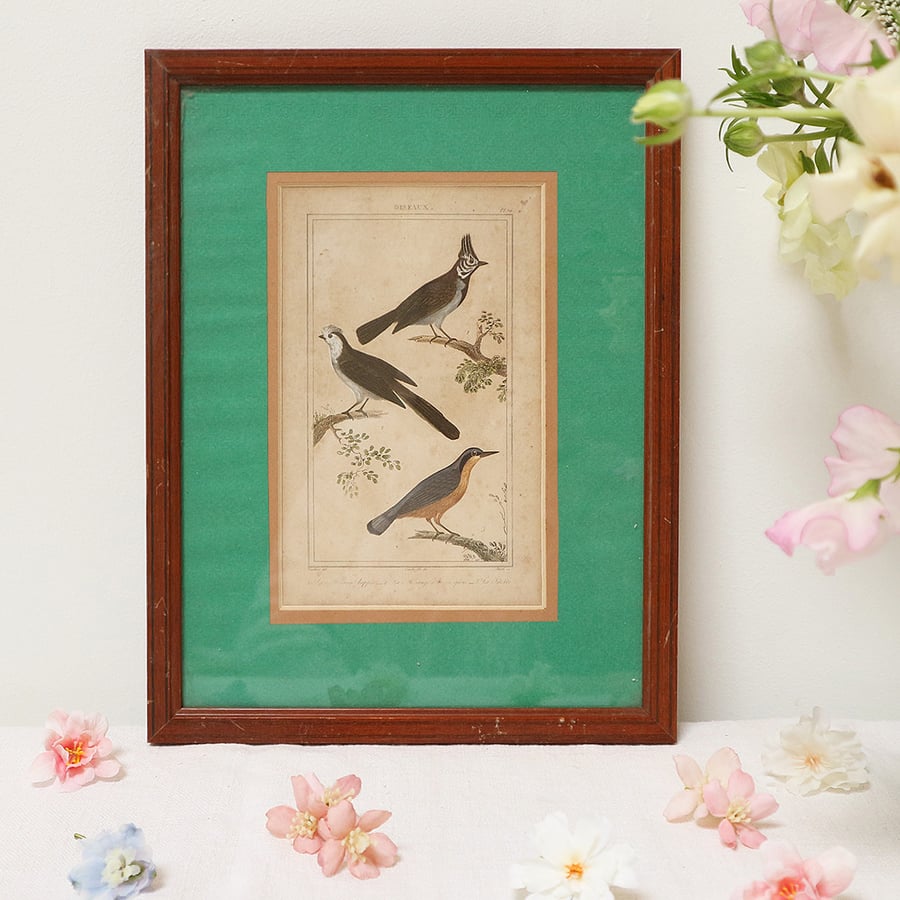 Image of Gravures d'oiseaux du XIXe, planche n 3