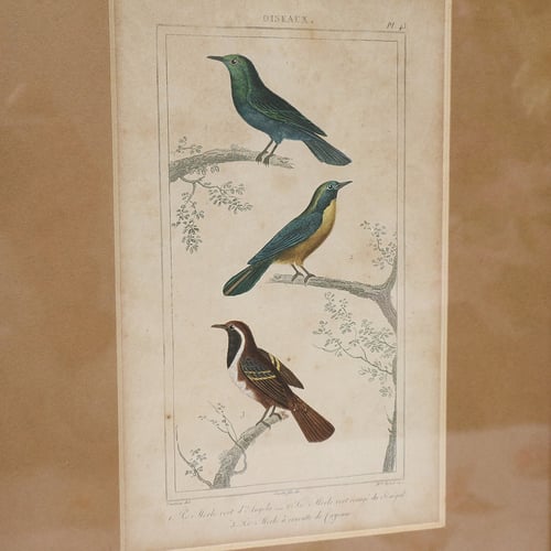 Image of Gravures d'oiseaux du XIXe, planche n 2