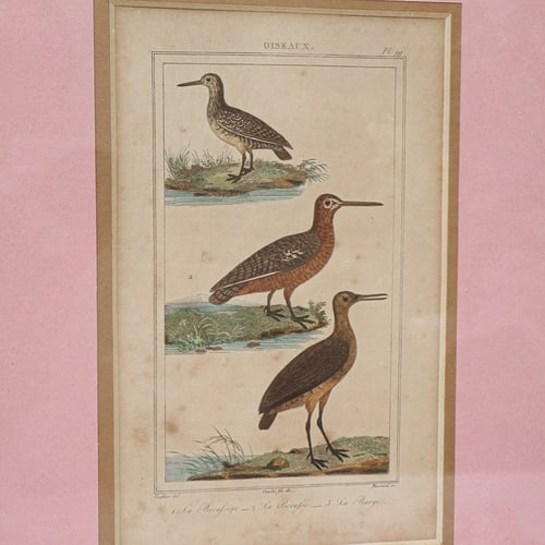 Image of Gravures d'oiseaux du XIXe, planche n 1