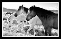 Framed : Classic Wyoming Horses (Black and White)
