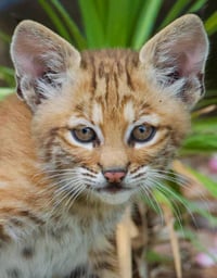 Bobcat Kitten with Soft Eyes