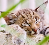 Sleeping Bobcat Kitten