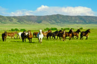 Running Wild Horses Wyoming