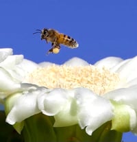 Saguaro Flower and Bee