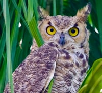 Great Horned Owl Two