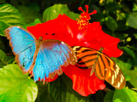 Two Butterflies