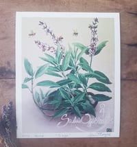 Image 1 of Sage & Bees | Fine Art Print