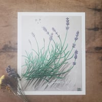 Image 1 of Lavender & Butterfly | Fine Art Print