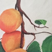 Image 3 of Apricots | Fine Art Print