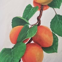 Image 2 of Apricots | Fine Art Print