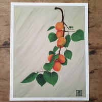 Image 1 of Apricots | Fine Art Print
