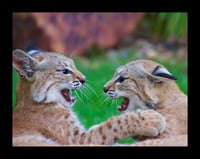 Framed Bobcat Fight