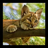 Framed Bobcat Pondering Life