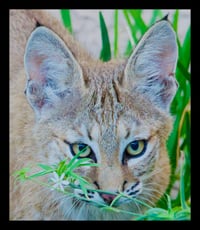 Framed Bobcat Kitten with Flower
