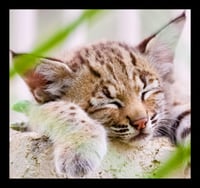 Framed Sleeping Bobcat Kitten