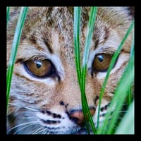 Framed Bobcat in Grass