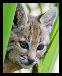 Framed Bobcat in Canary Palm