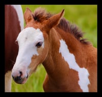 Framed Painted Foal