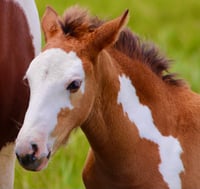 Painted Foal