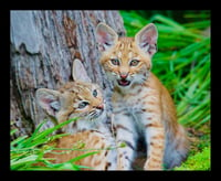 Framed Two Bobcats by Palm Tree