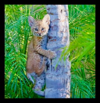 Framed Bobcat Kitten Climbing Tree