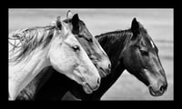 Framed Three Horses in Black and White