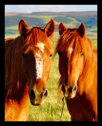 Framed Two Wild Horses