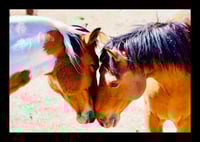 Framed Wild Horse Love