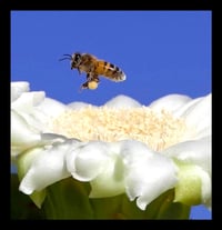Framed Saguaro Flower and Bee