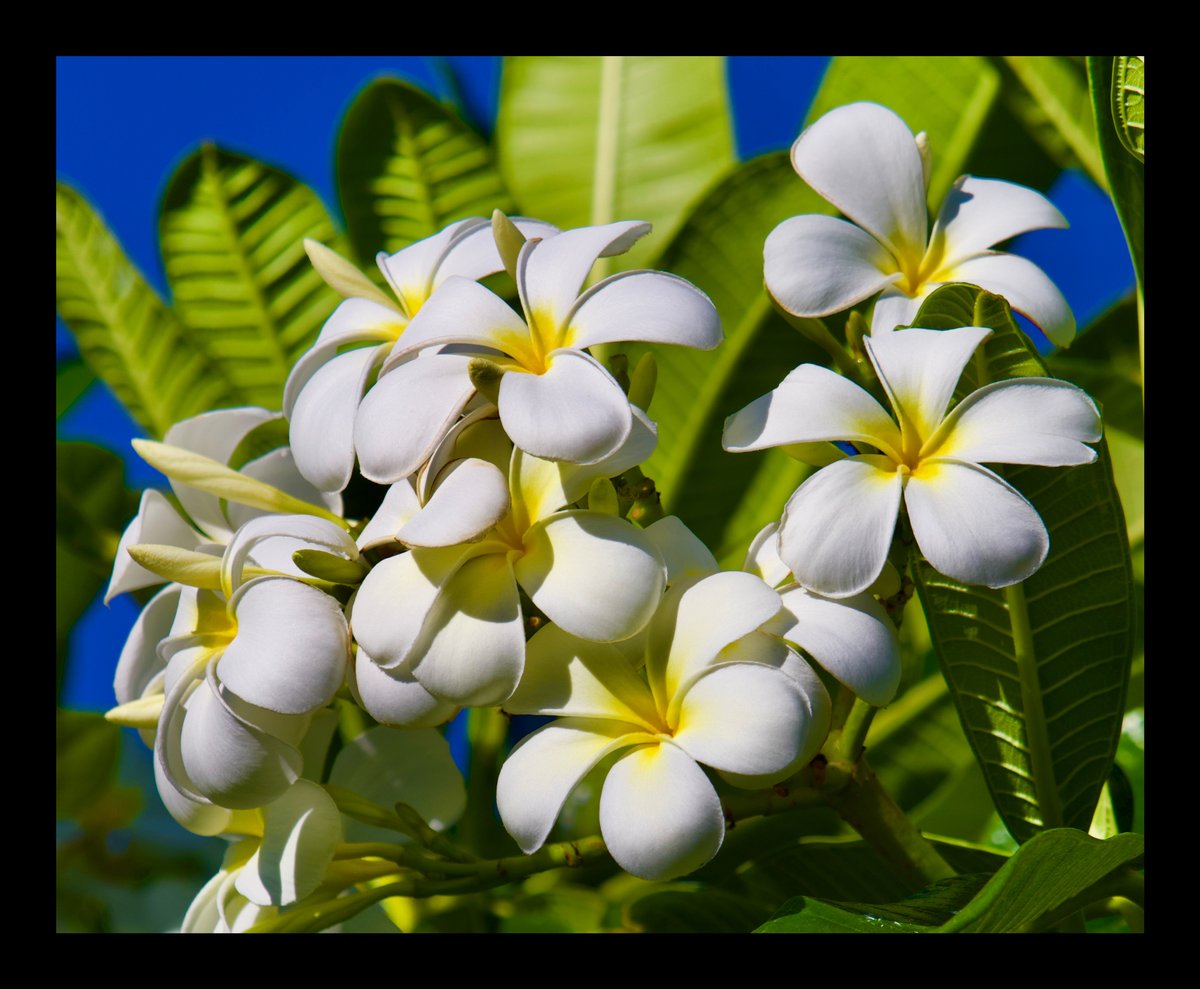 Framed Plumeria | Kelley Wolfe Photography