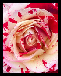 Framed Peppermint Rose