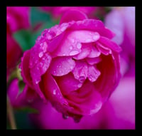 Framed Rose in Rain