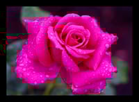 Framed Pink Rose