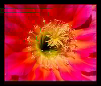 Framed  Bright Bloom