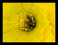 Framed Yellow Cactus Flower