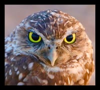 Framed Burrowing Owl
