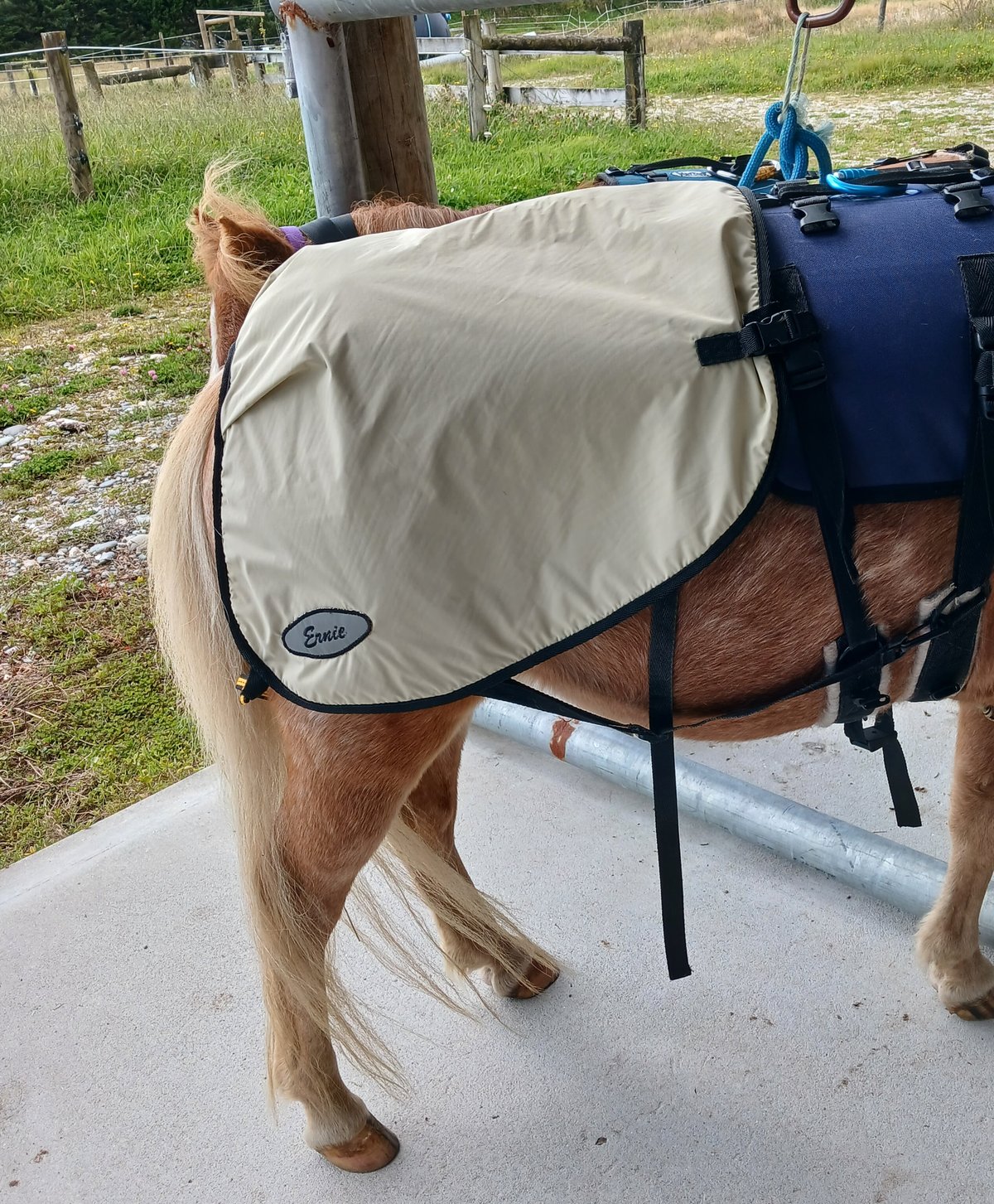 Image of Miniature Horse Quarter Sheet