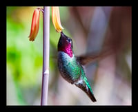 Framed Hummingbird with Flower