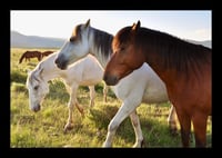 Framed  Classic Wyoming Horses