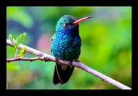 Framed - Classic Green Hummingbird