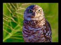 Framed Burrowing Owl Two