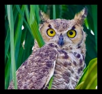Framed Great Horned Owl Two
