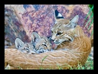Framed Bobcat Nursing