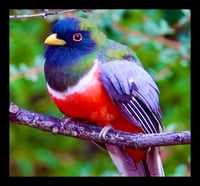 Framed Elegant Trogon