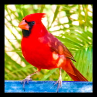 Framed Male Cardinal