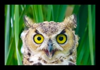 Framed Young Owl