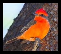 Framed Vermillion Flycatcher